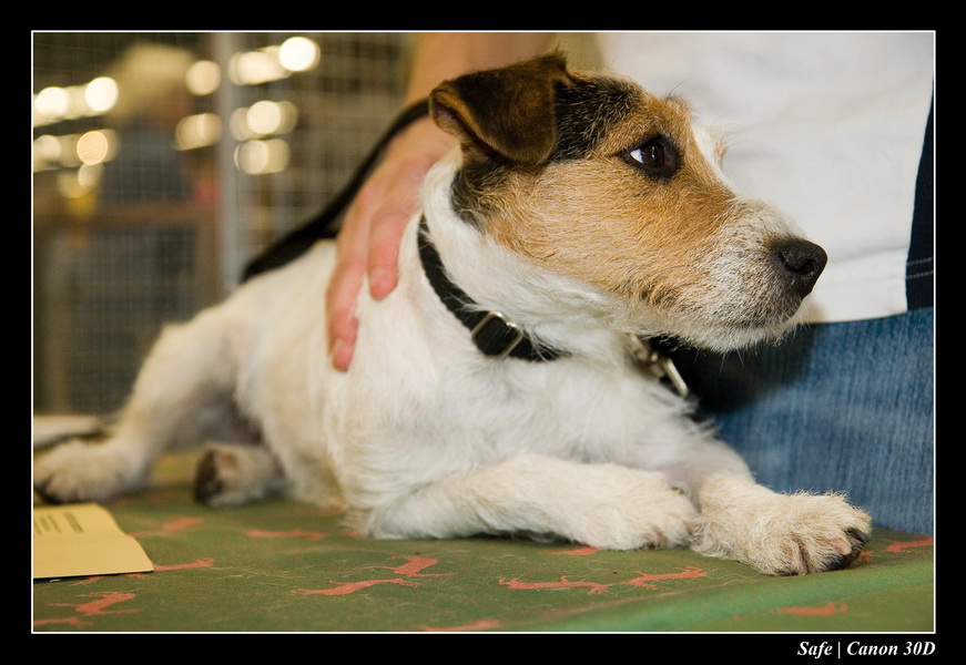 Sep 06 - Salon des animaux de compagnies - 66